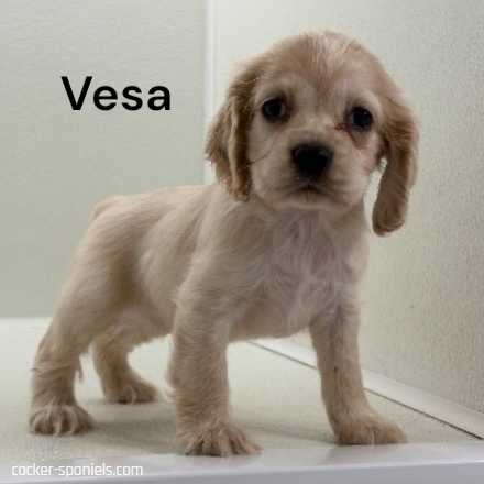 puppy, for, sale, Cocker Spaniel, Joe & Cherri  Overlease, dog, breeder, Miller, MO, dog-breeder, puppy-for-sale, forsale, nearby, find, puppyfind, locator, puppylocator, aca